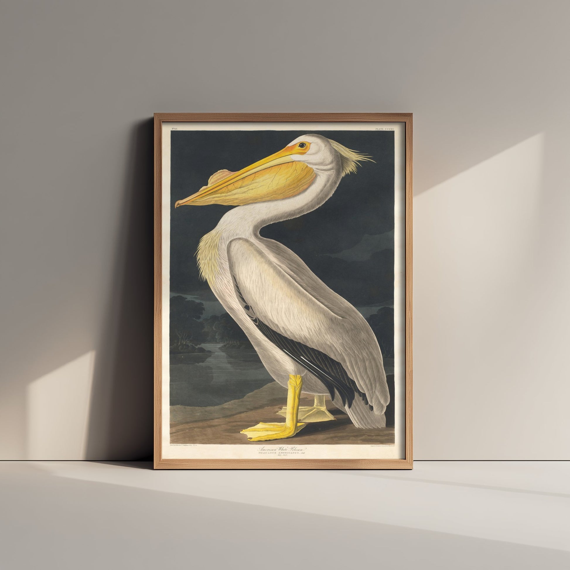 John James Audubon - American White Pelican - Birds of America Art Print Poster - Classic Painting 3/3