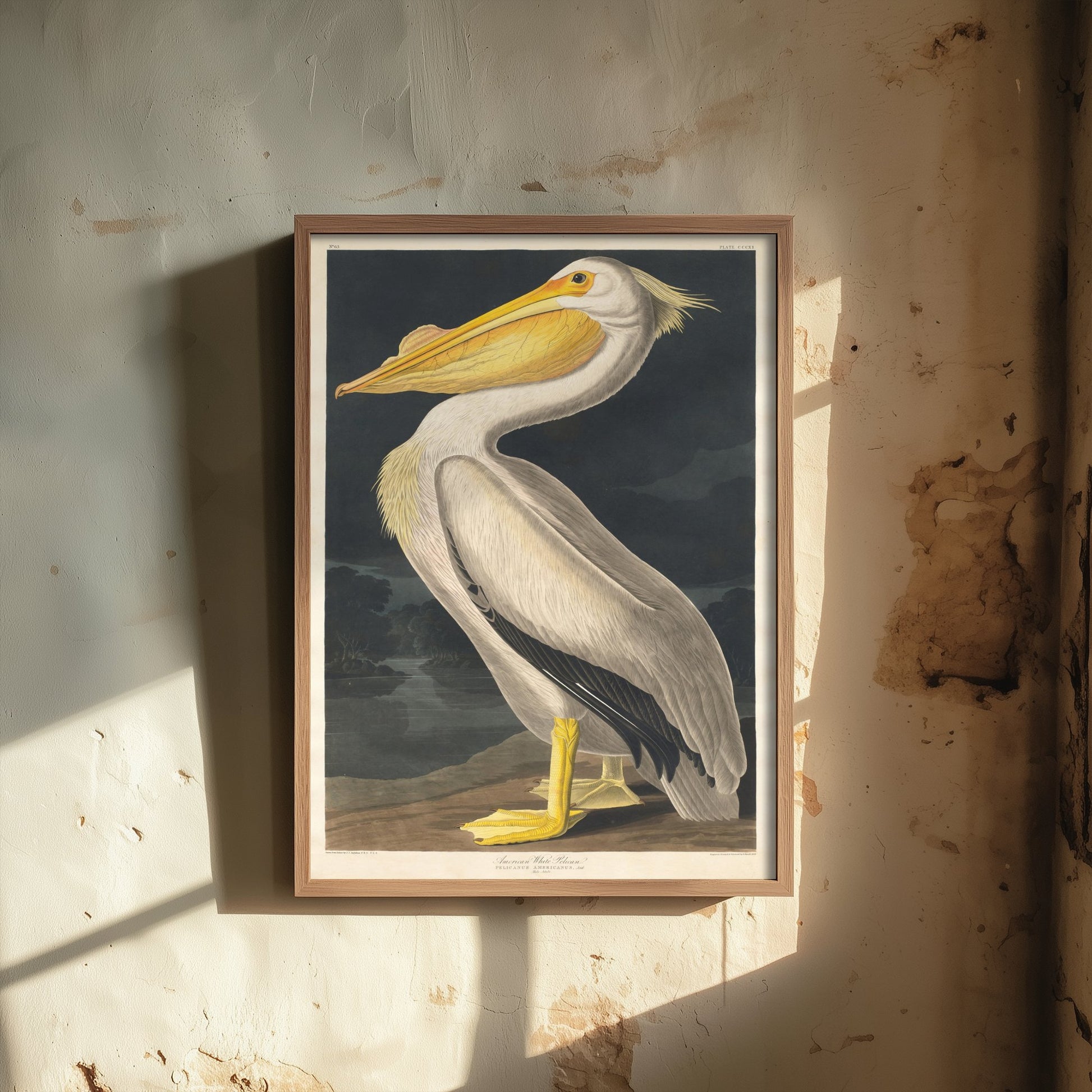 John James Audubon - American White Pelican - Birds of America Art Print Poster - Classic Painting 3/3