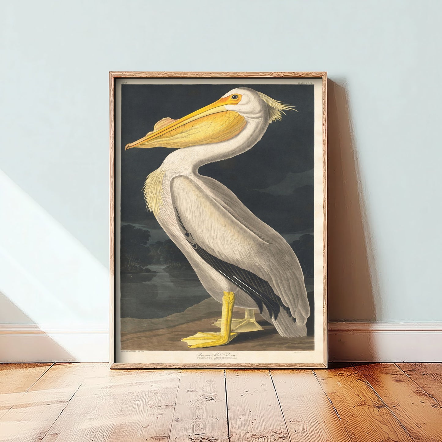 John James Audubon - American White Pelican - Birds of America Art Print Poster - Classic Painting 3/3