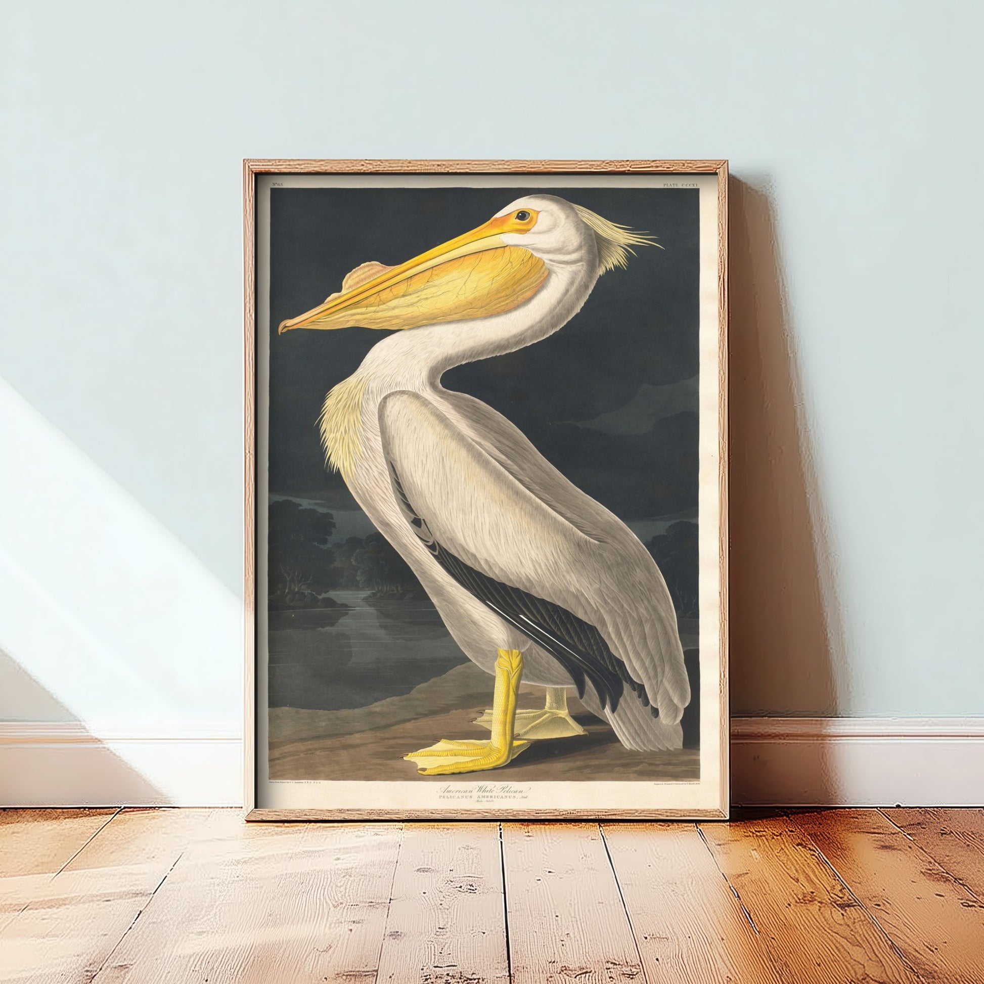 John James Audubon - American White Pelican - Birds of America Art Print Poster - Classic Painting 3/3