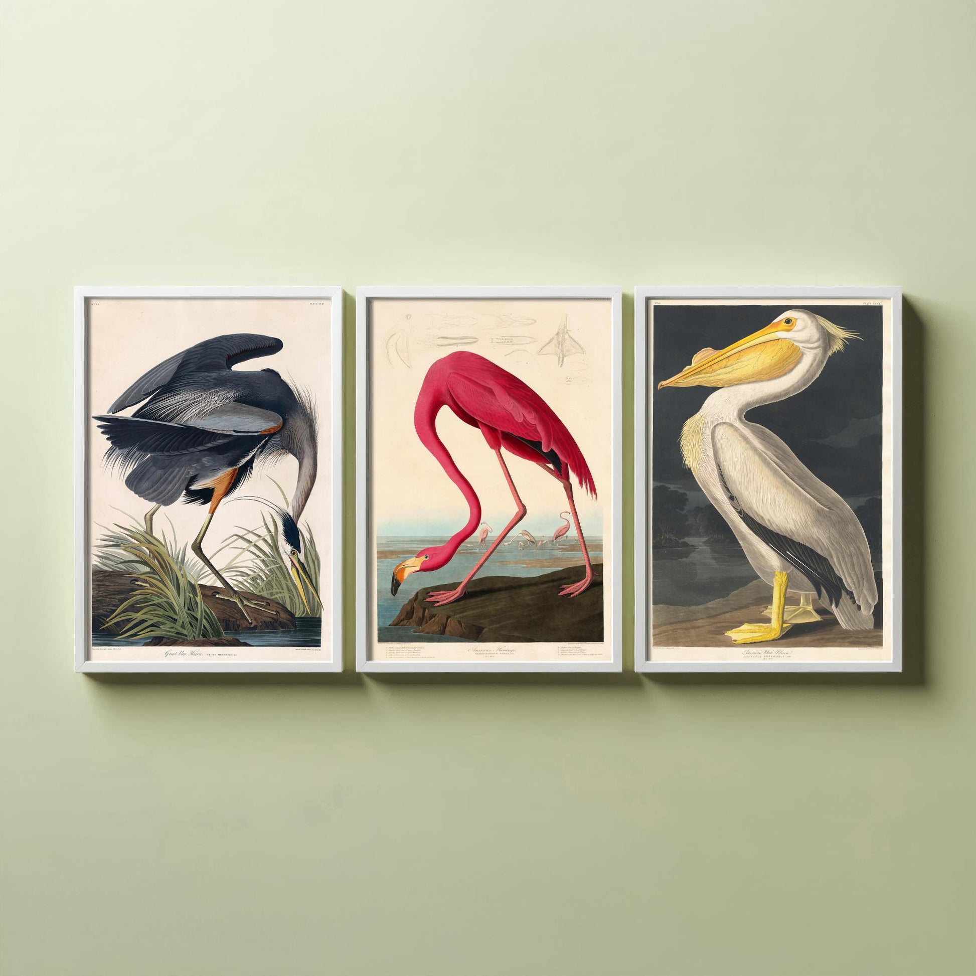 Set of Three John James Audubon Prints - Great Blue Heron, Flamingo, Pelican - Vintage Bird Art Print Poster Wall Gift Illustration
