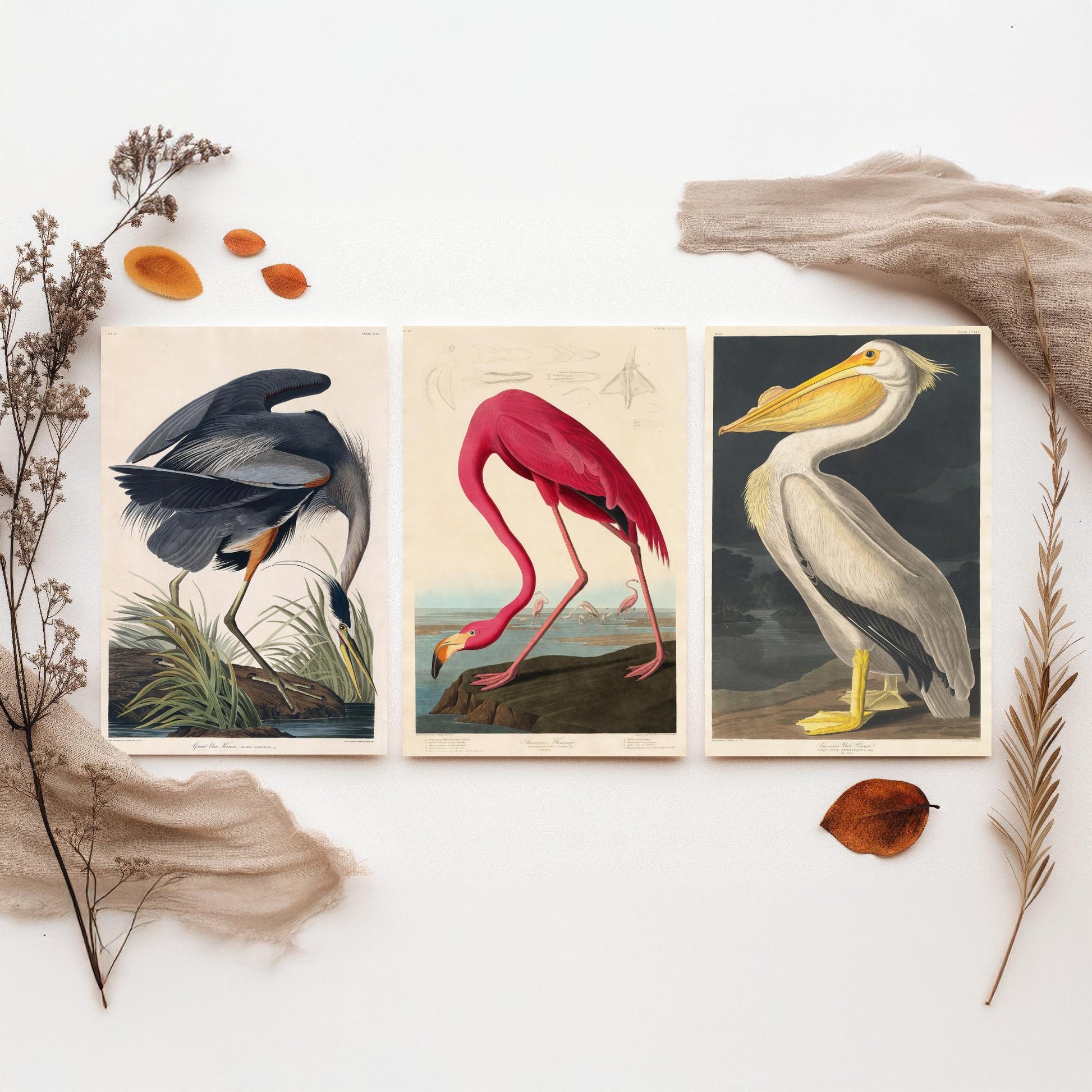 Set of Three John James Audubon Prints - Great Blue Heron, Flamingo, Pelican - Vintage Bird Art Print Poster Wall Gift Illustration