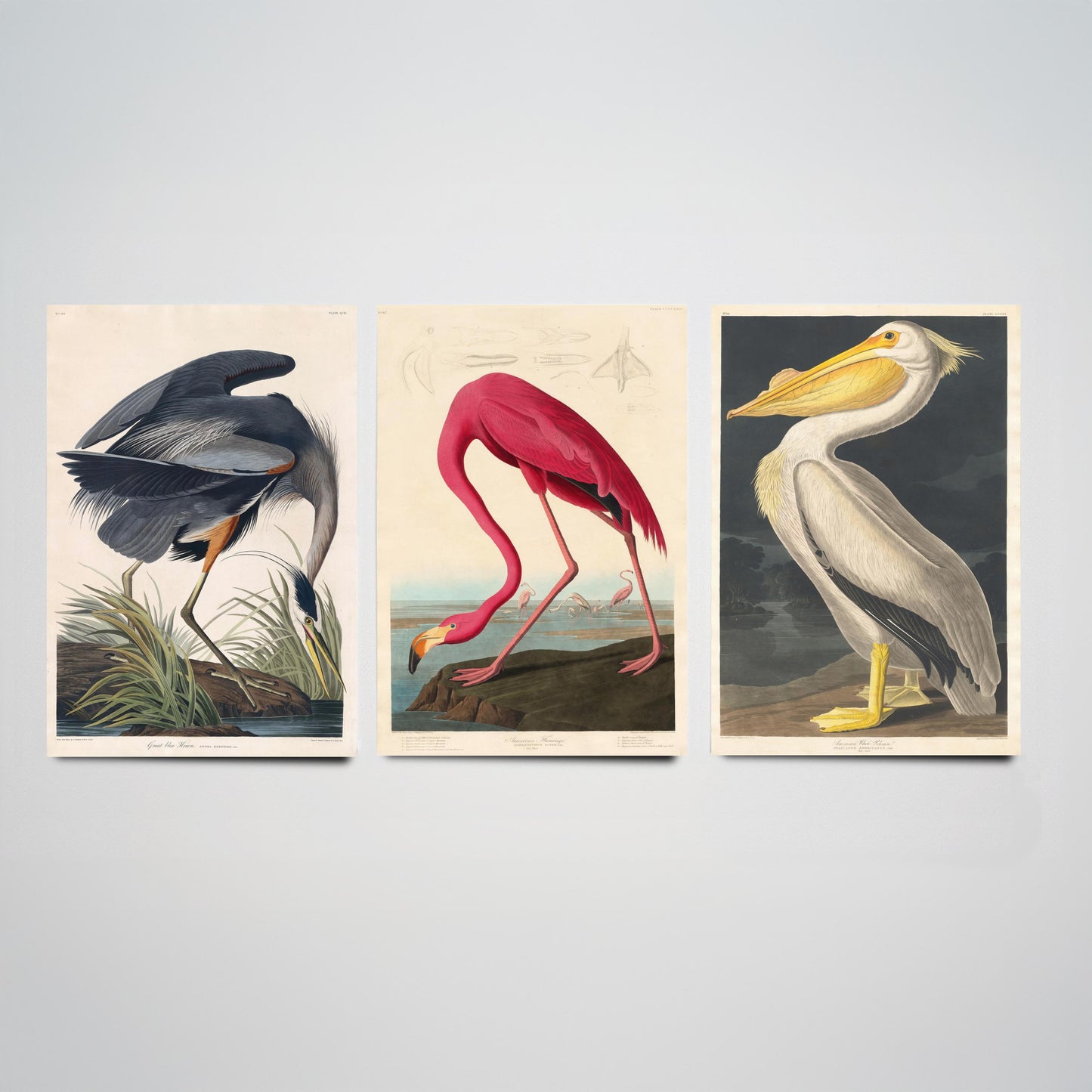 Set of Three John James Audubon Prints - Great Blue Heron, Flamingo, Pelican - Vintage Bird Art Print Poster Wall Gift Illustration