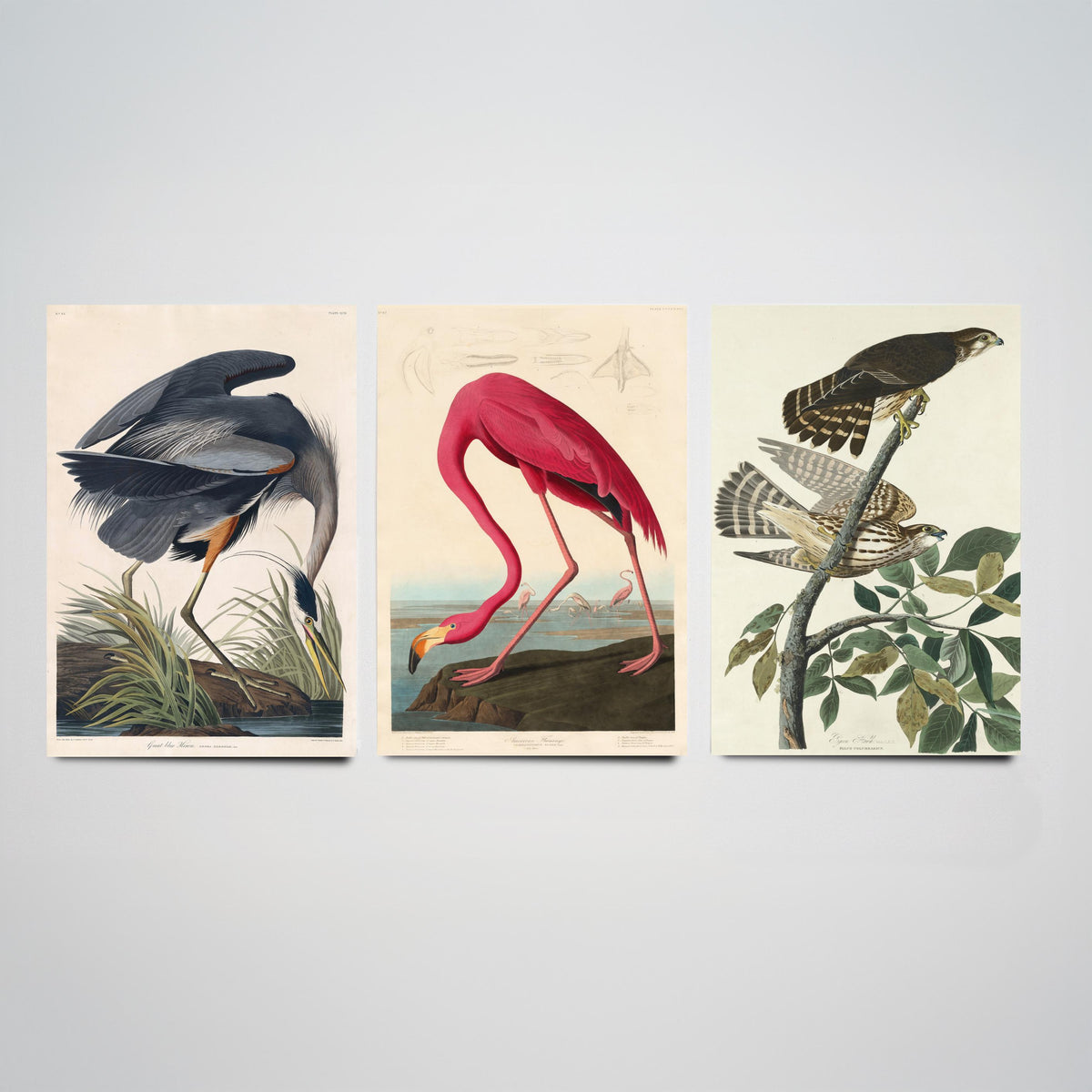 John James Audubon Set of Three Art Prints - Great Blue Heron, American Flamingo, Hawks - Birds of America Illustration Poster