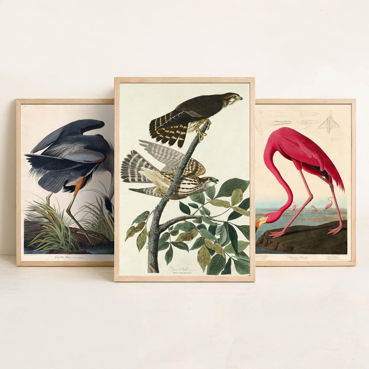 John James Audubon Set of Three Art Prints - Great Blue Heron, American Flamingo, Hawks - Birds of America Illustration Poster