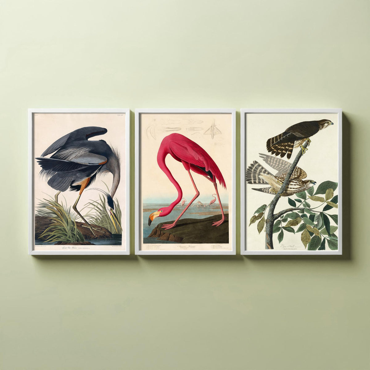 John James Audubon Set of Three Art Prints - Great Blue Heron, American Flamingo, Hawks - Birds of America Illustration Poster