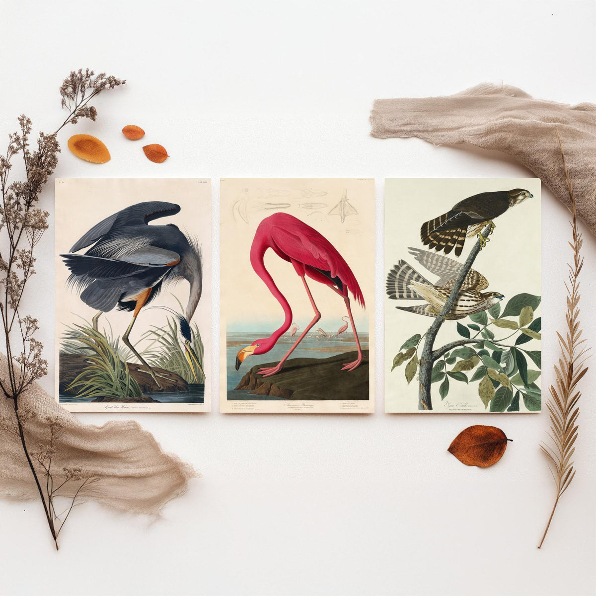 John James Audubon Set of Three Art Prints - Great Blue Heron, American Flamingo, Hawks - Birds of America Illustration Poster