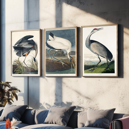 Set of Three John James Audubon Prints - Great Blue Heron Wood Ibis and Sandhill Crane - 3 Bird Paintings Poster Wall Art Illustration