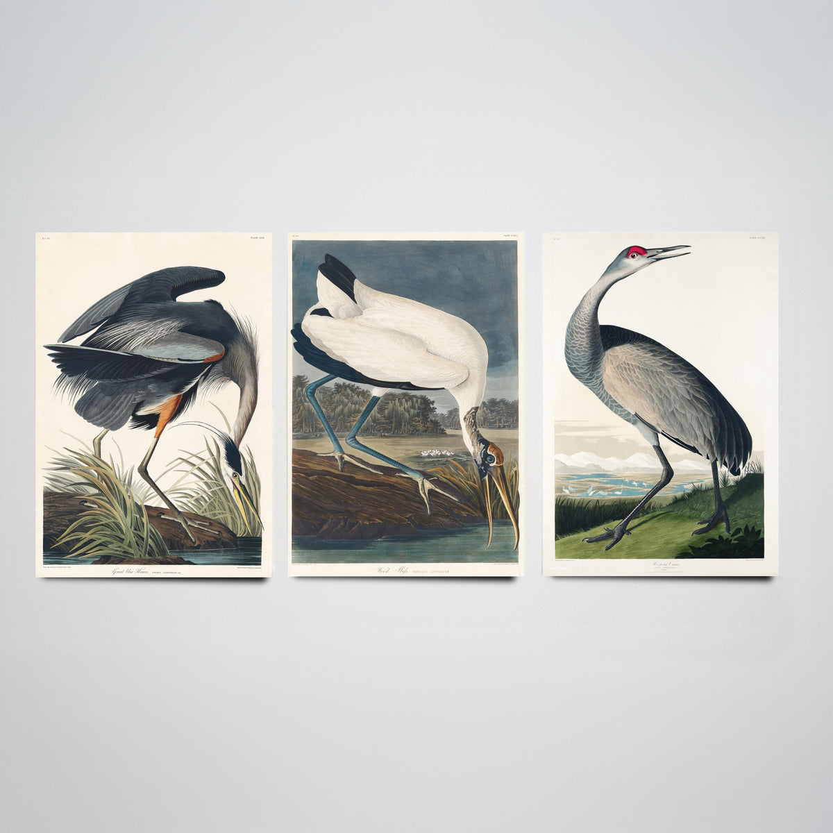 Set of Three John James Audubon Prints - Great Blue Heron Wood Ibis and Sandhill Crane - 3 Bird Paintings Poster Wall Art Illustration