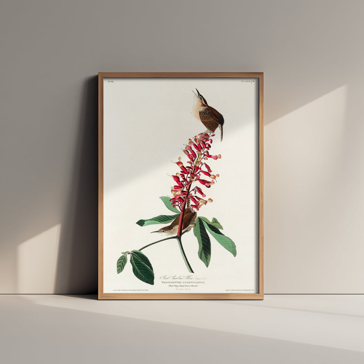 Carolina Wren Art Print - John James Audubon Poster - Birds of America Vintage Illustration