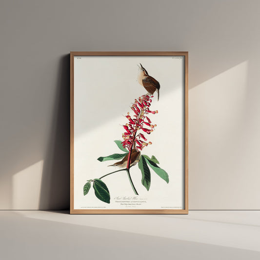 Carolina Wren Art Print - John James Audubon Poster - Birds of America Vintage Illustration