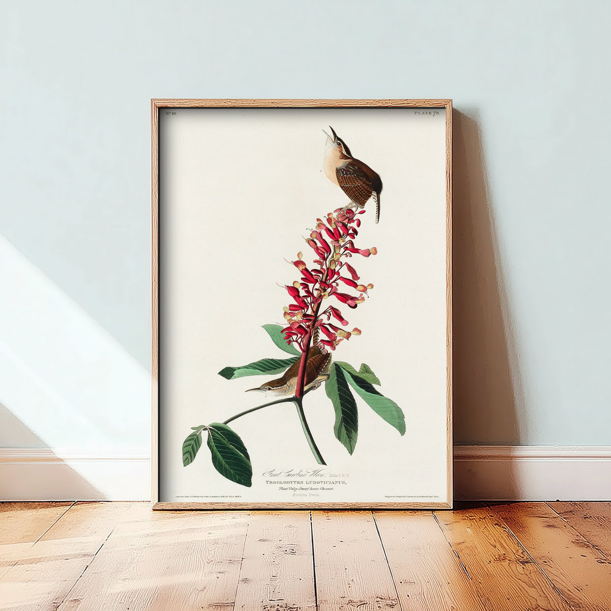 Carolina Wren Art Print - John James Audubon Poster - Birds of America Vintage Illustration