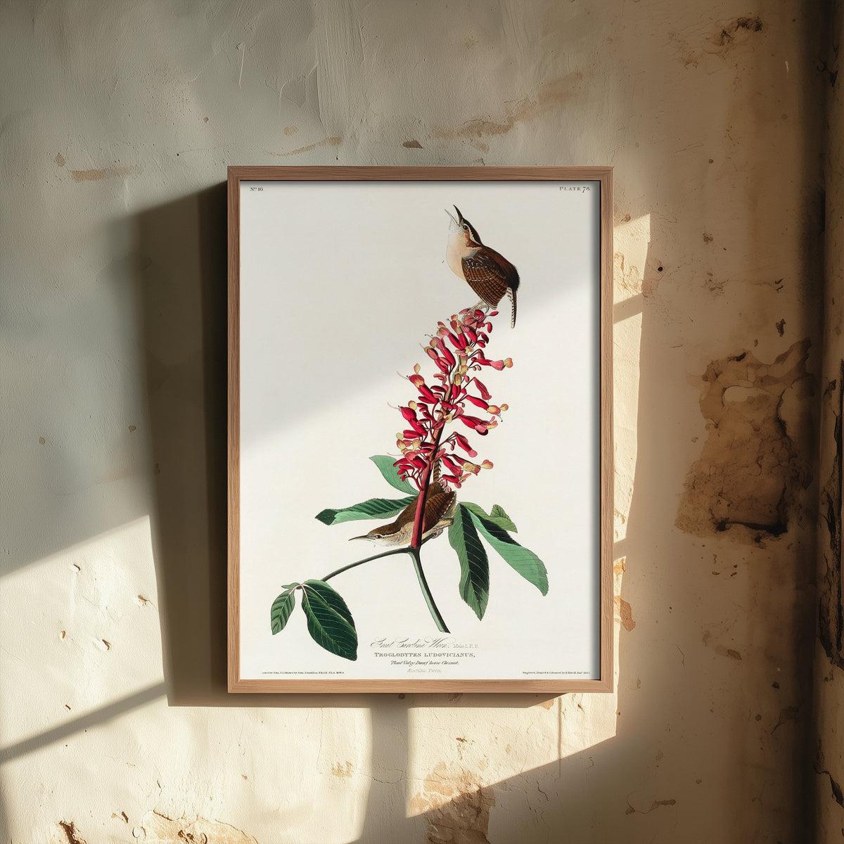 Carolina Wren Art Print - John James Audubon Poster - Birds of America Vintage Illustration