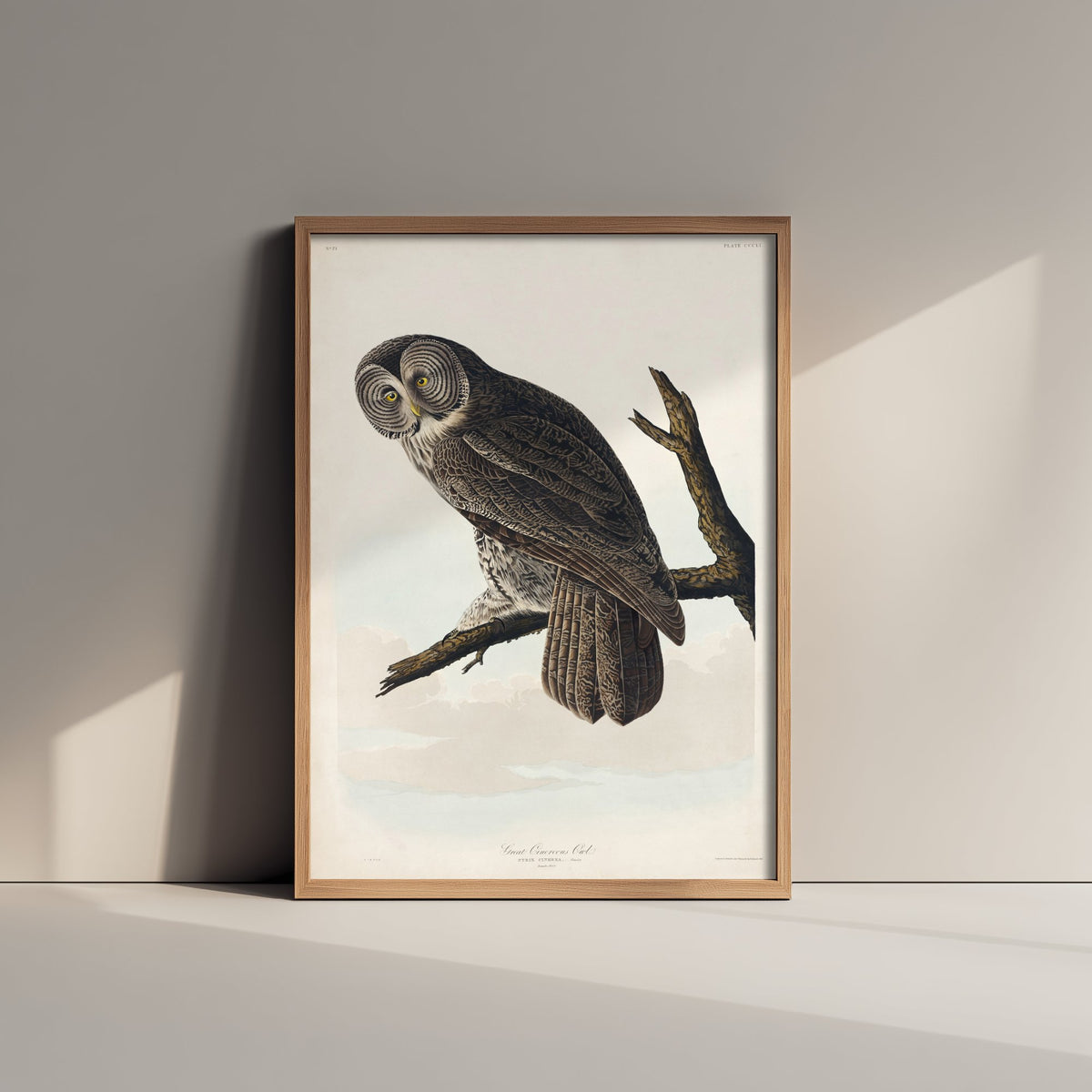 Great Grey Owl Art Print - John James Audubon Poster - Birds of America Vintage Illustration