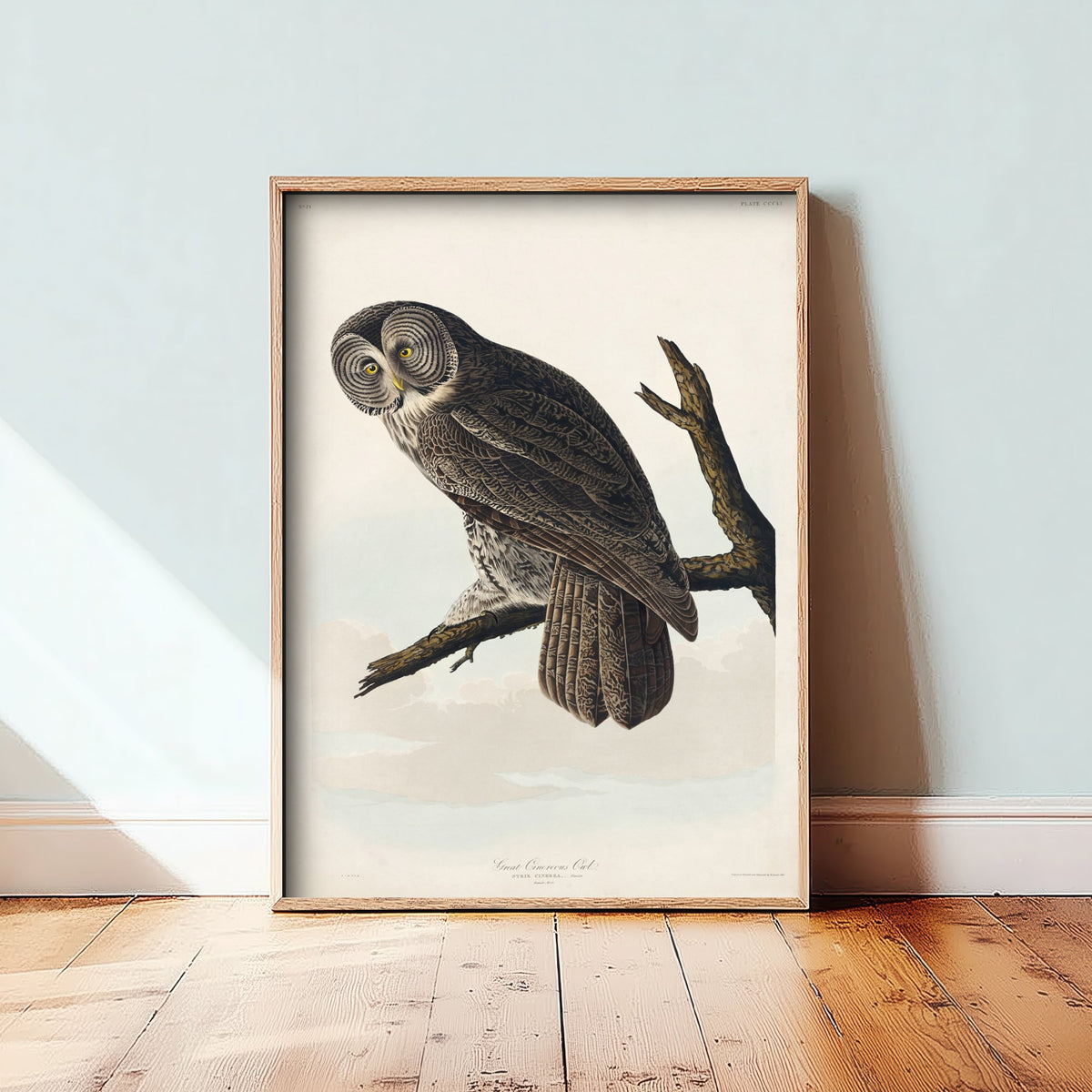 Great Grey Owl Art Print - John James Audubon Poster - Birds of America Vintage Illustration