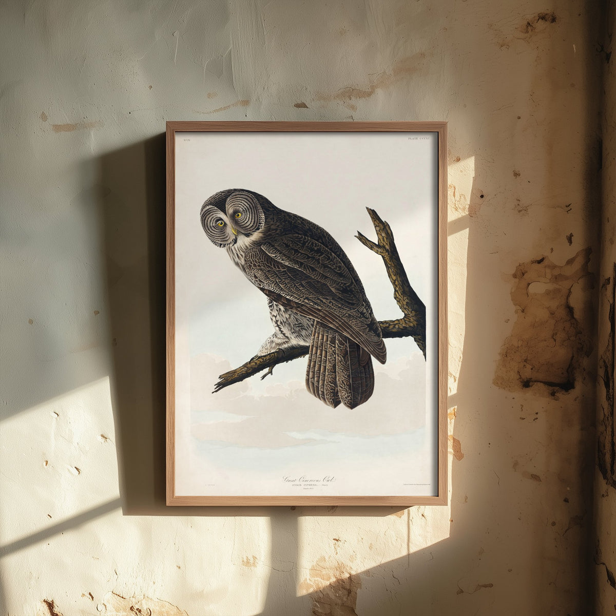 Great Grey Owl Art Print - John James Audubon Poster - Birds of America Vintage Illustration