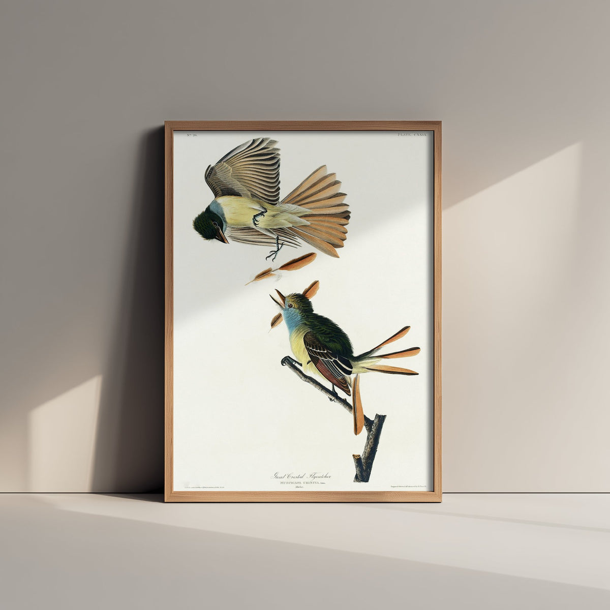 Great Crested Flycatcher Art Print - John James Audubon Poster - Birds of America Vintage Illustration