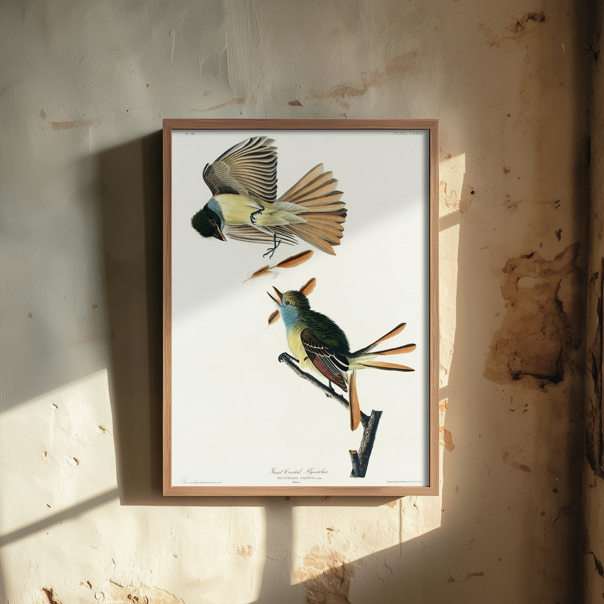 Great Crested Flycatcher Art Print - John James Audubon Poster - Birds of America Vintage Illustration