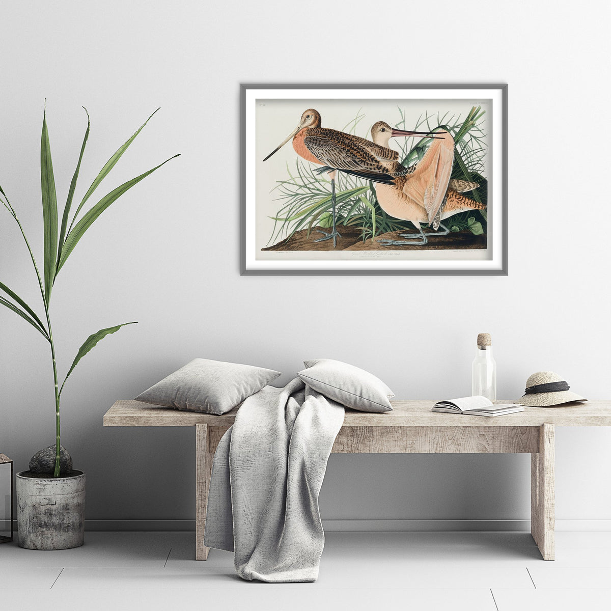 Marbled Godwit Art Print - John James Audubon Poster - Birds of America Vintage Illustration