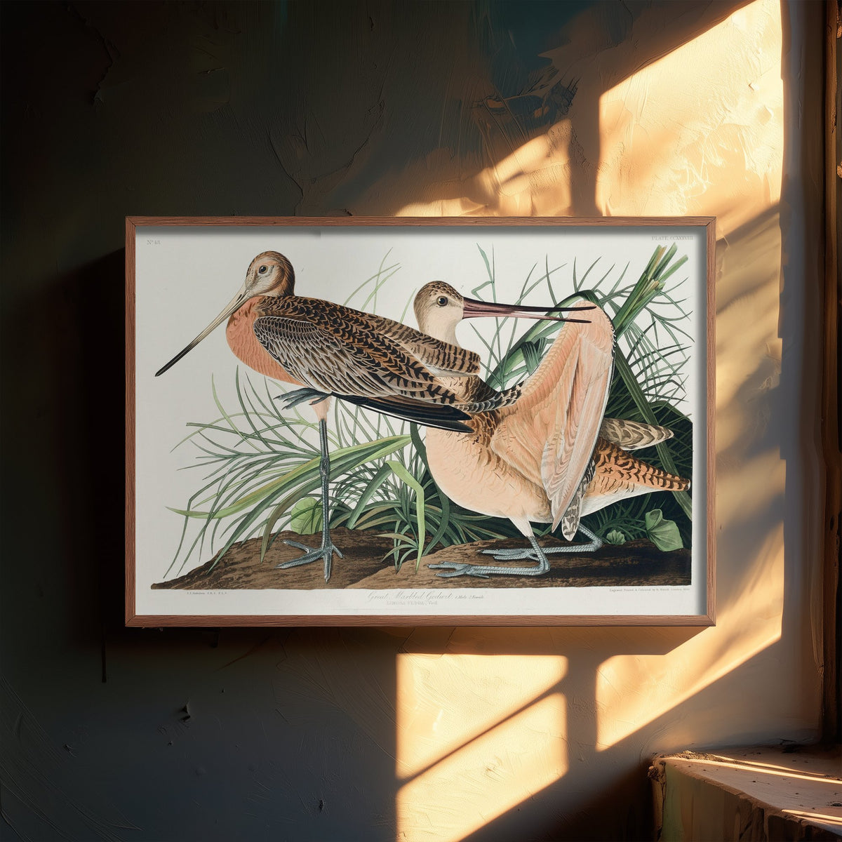 Marbled Godwit Art Print - John James Audubon Poster - Birds of America Vintage Illustration