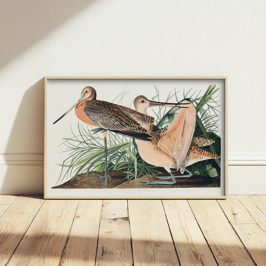 Marbled Godwit Art Print - John James Audubon Poster - Birds of America Vintage Illustration