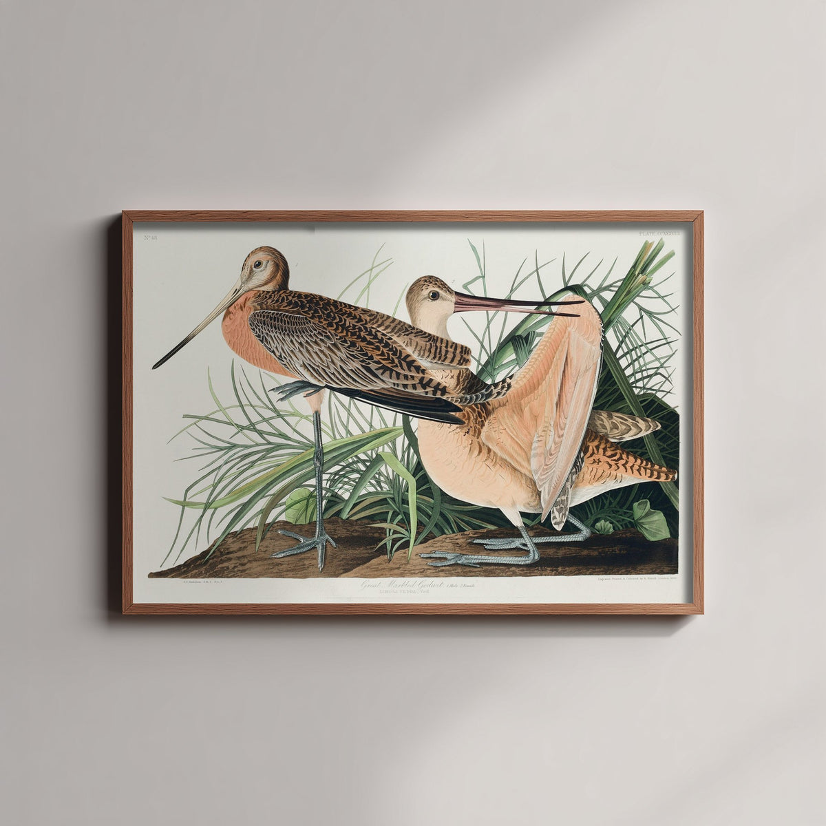 Marbled Godwit Art Print - John James Audubon Poster - Birds of America Vintage Illustration