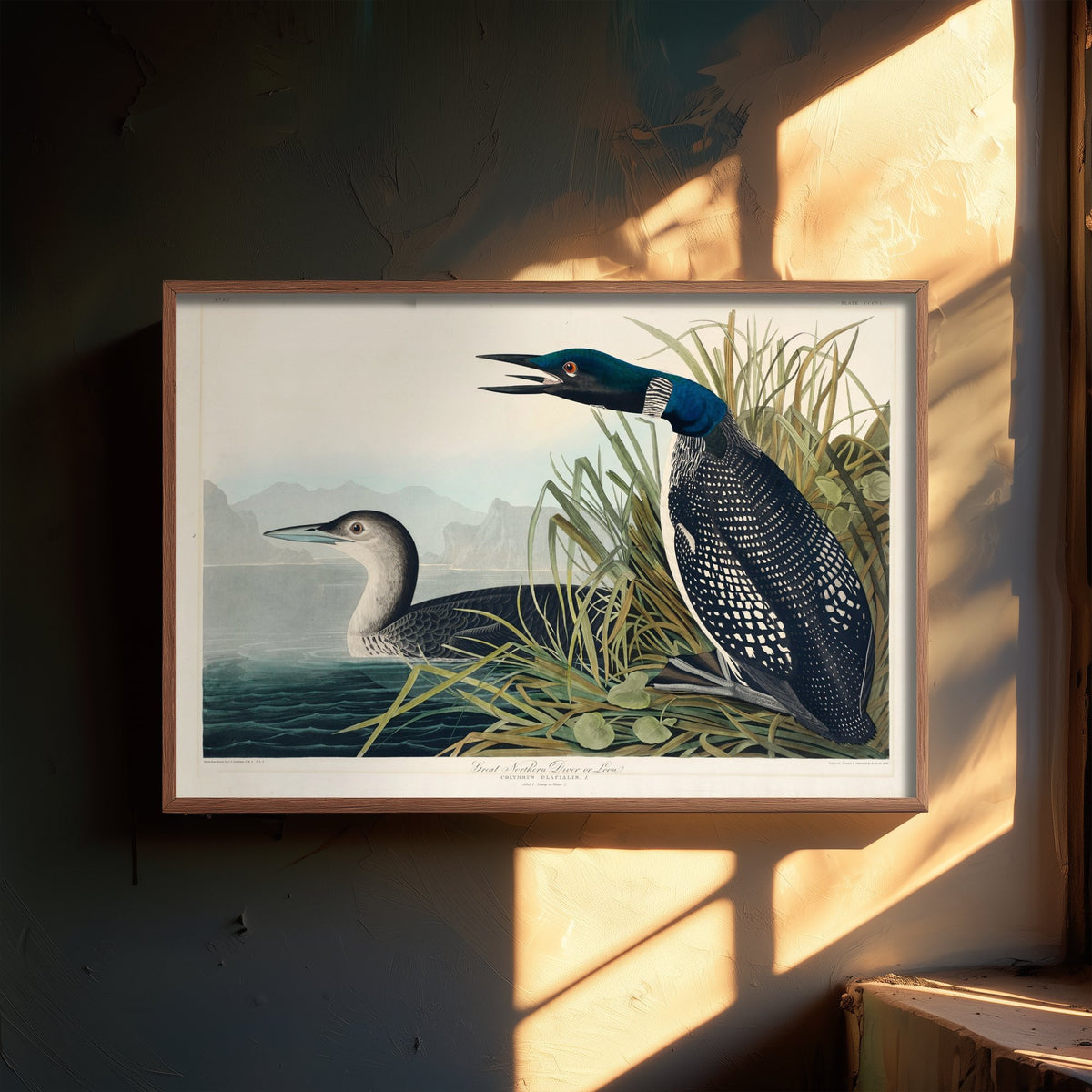 Common Loon Art Print - John James Audubon Poster - Birds of America Vintage Illustration