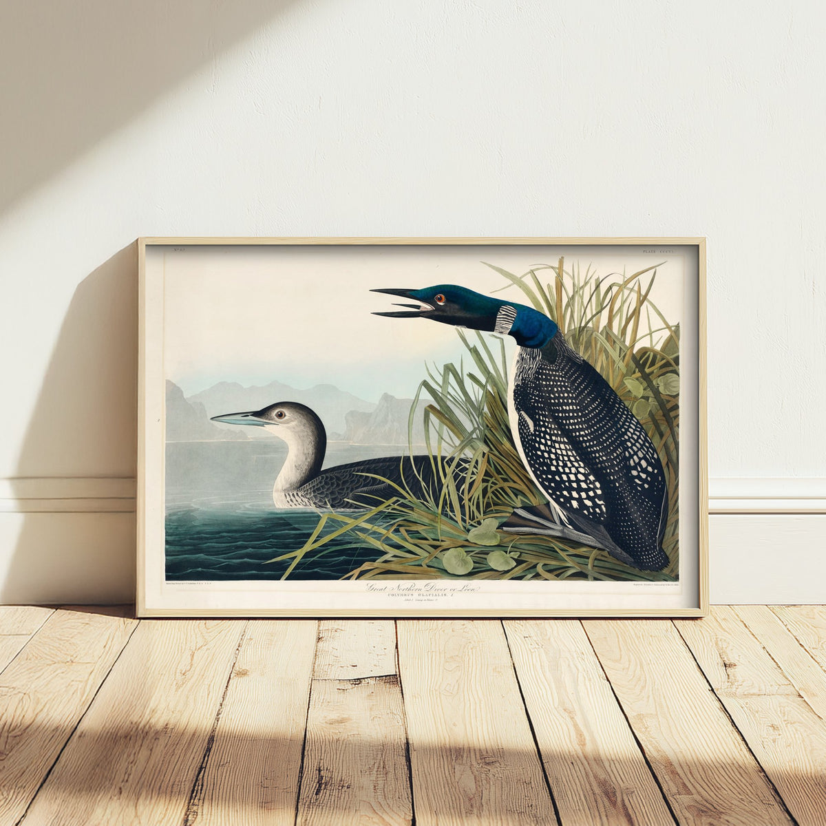 Common Loon Art Print - John James Audubon Poster - Birds of America Vintage Illustration