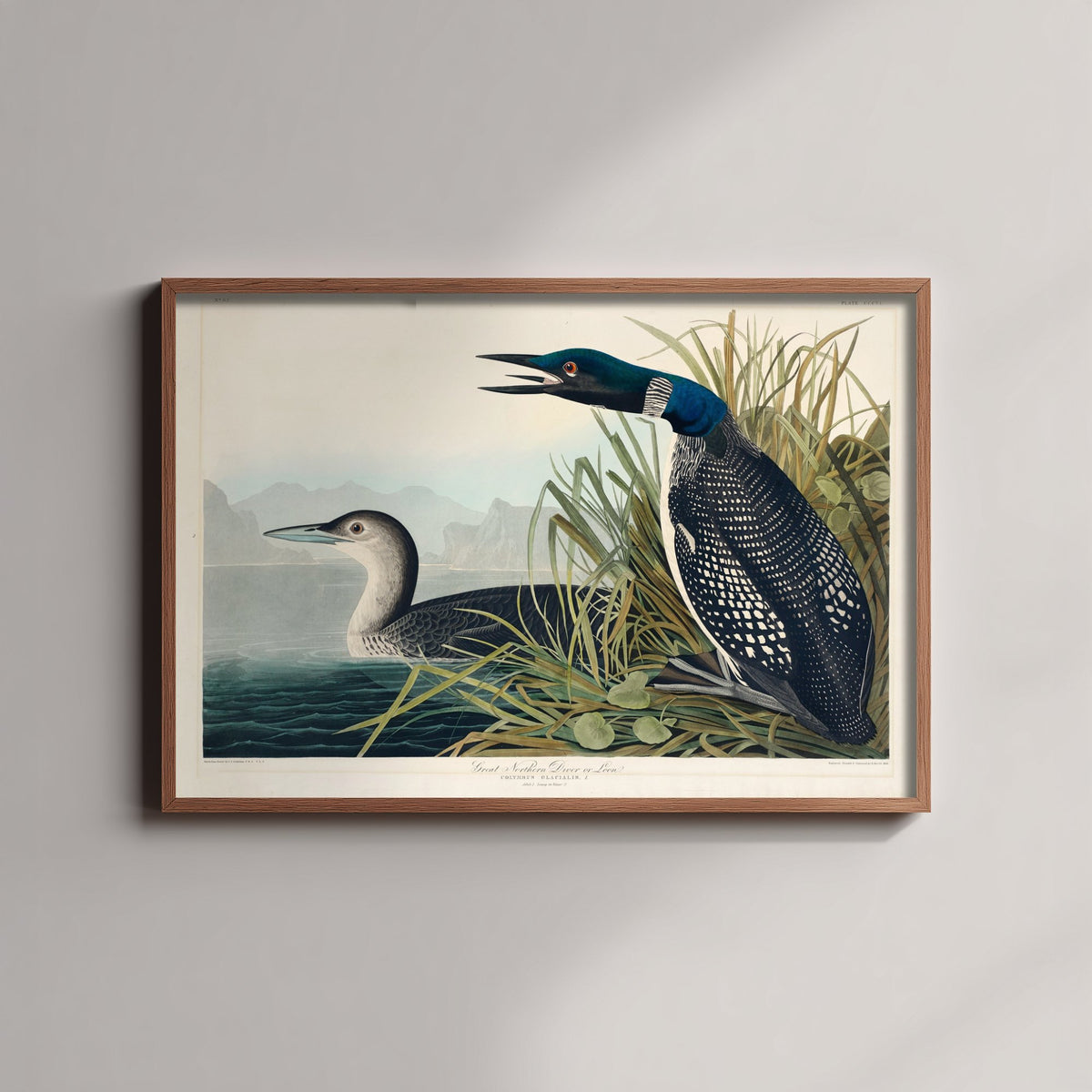 Common Loon Art Print - John James Audubon Poster - Birds of America Vintage Illustration