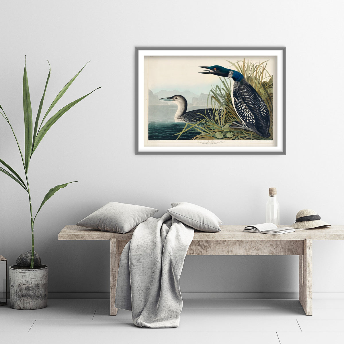 Common Loon Art Print - John James Audubon Poster - Birds of America Vintage Illustration