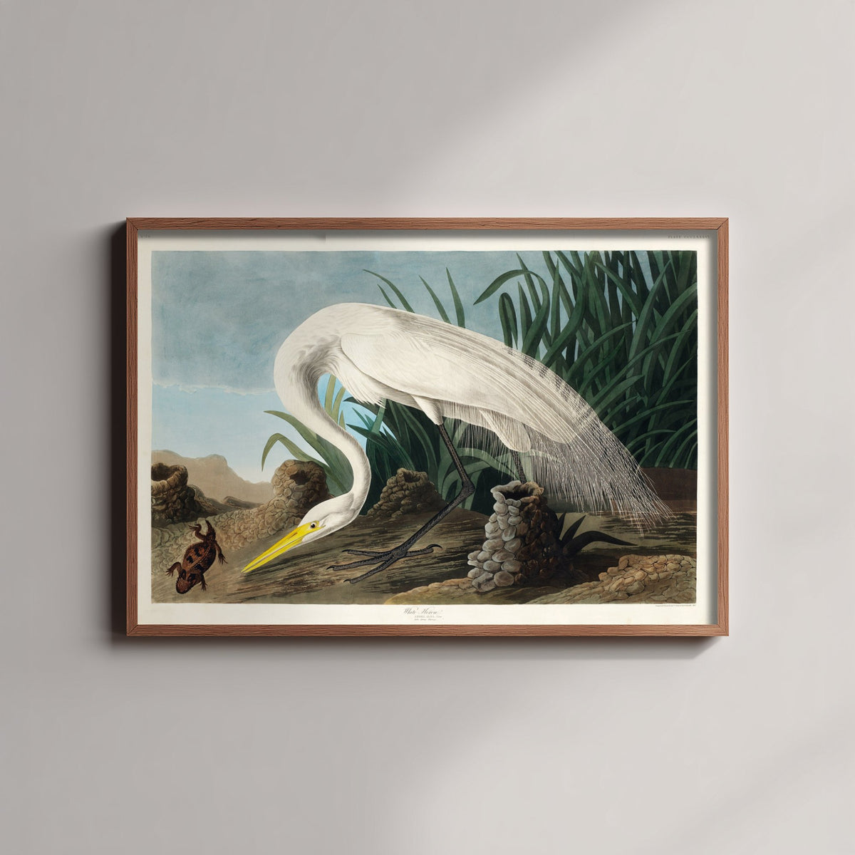 Great White Heron Wading Art Print - John James Audubon Poster - Birds of America Vintage Illustration