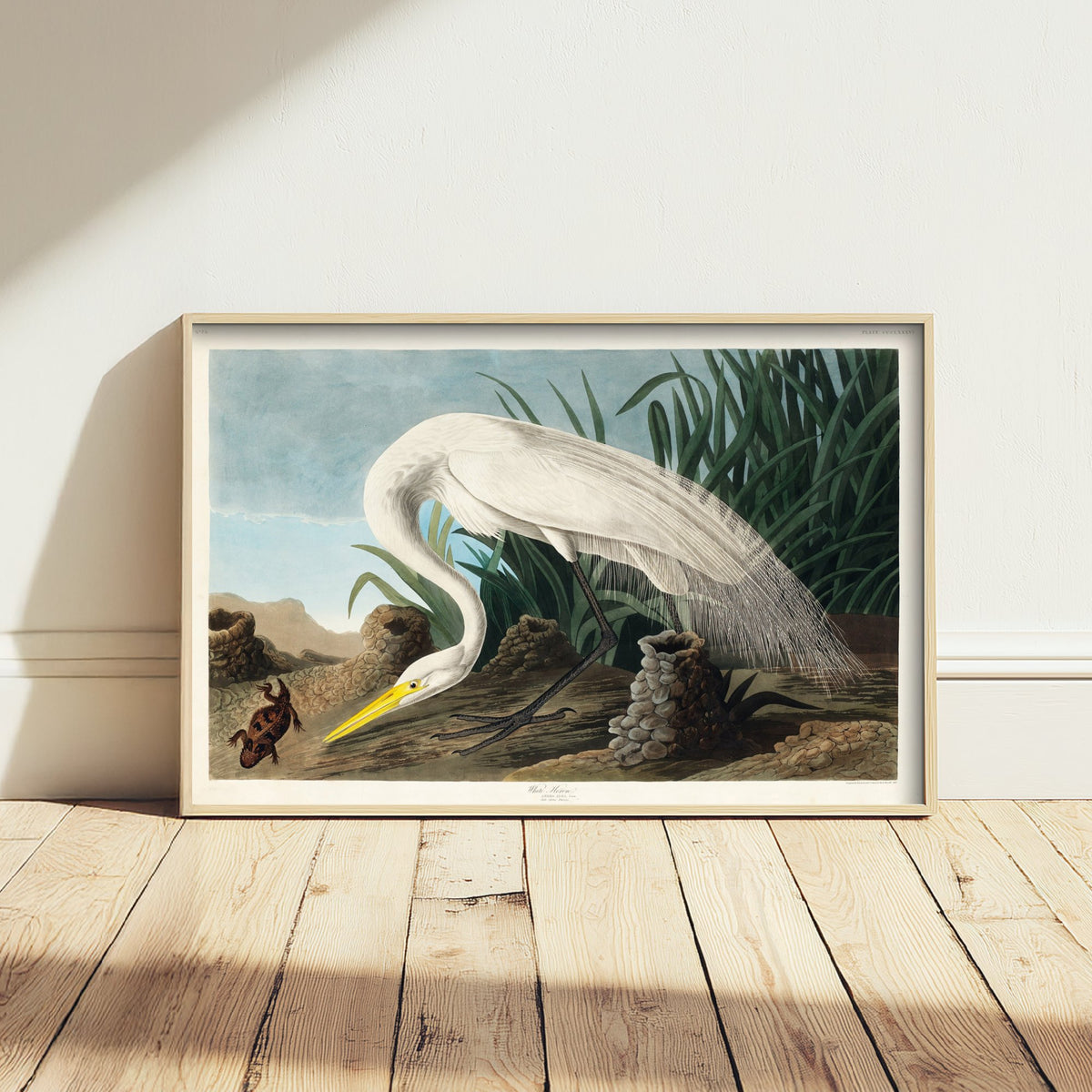 Great White Heron Wading Art Print - John James Audubon Poster - Birds of America Vintage Illustration