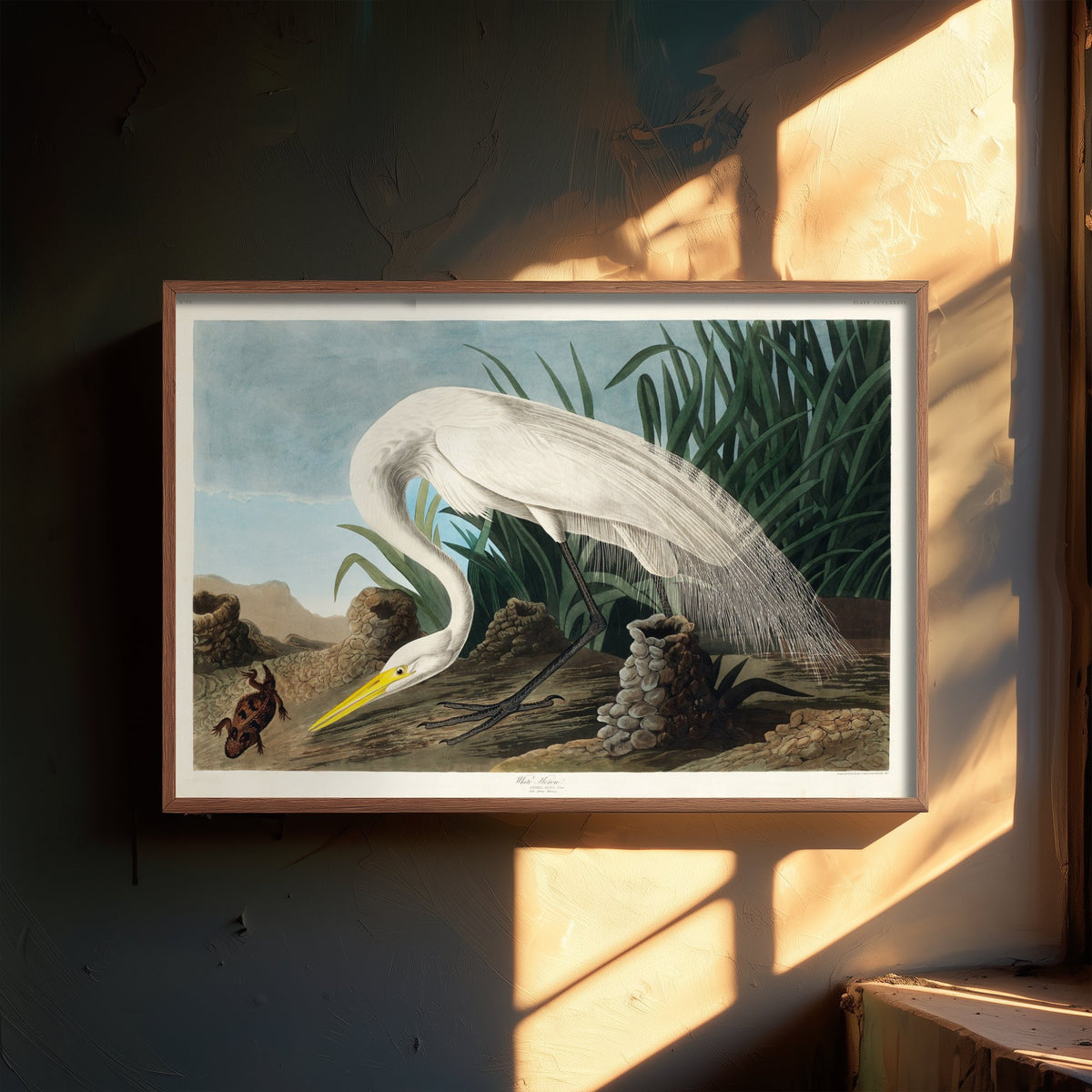Great White Heron Wading Art Print - John James Audubon Poster - Birds of America Vintage Illustration