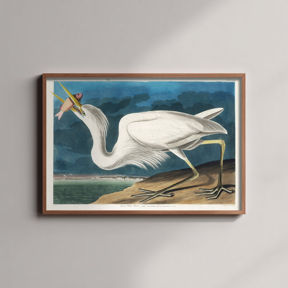 Great White Heron Standing Art Print - John James Audubon Poster - Birds of America Vintage Illustration