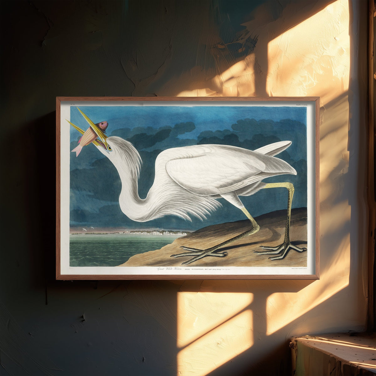Great White Heron Standing Art Print - John James Audubon Poster - Birds of America Vintage Illustration