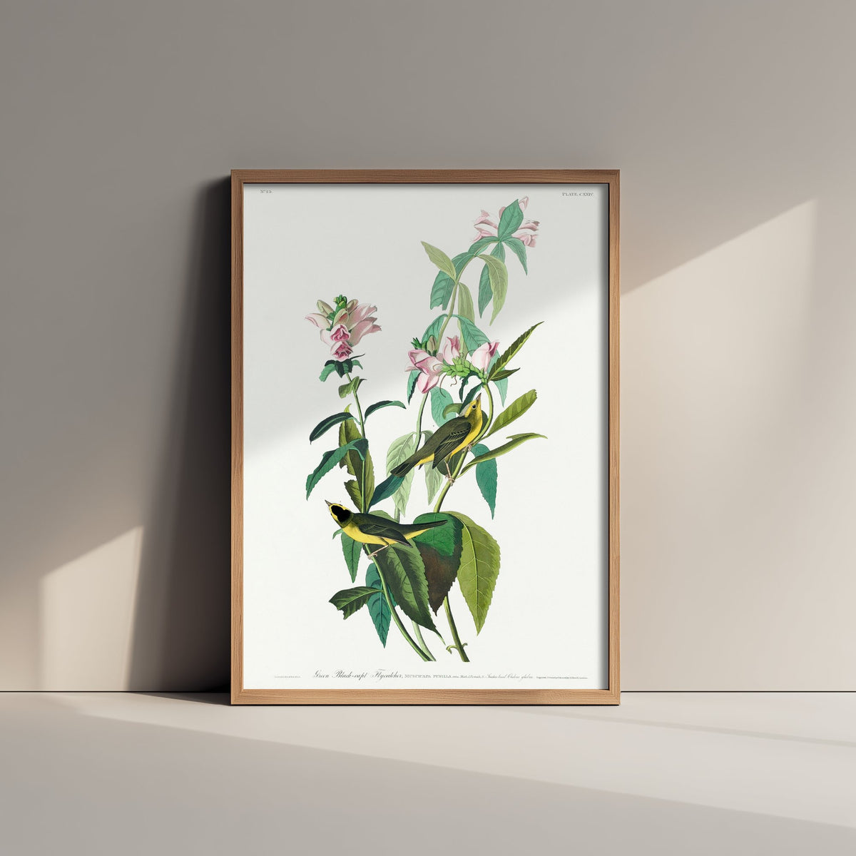 Wilson's Warbler Art Print - John James Audubon Poster - Birds of America Vintage Illustration