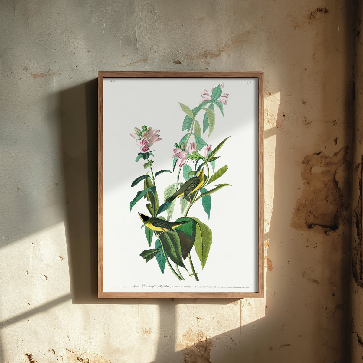 Wilson's Warbler Art Print - John James Audubon Poster - Birds of America Vintage Illustration
