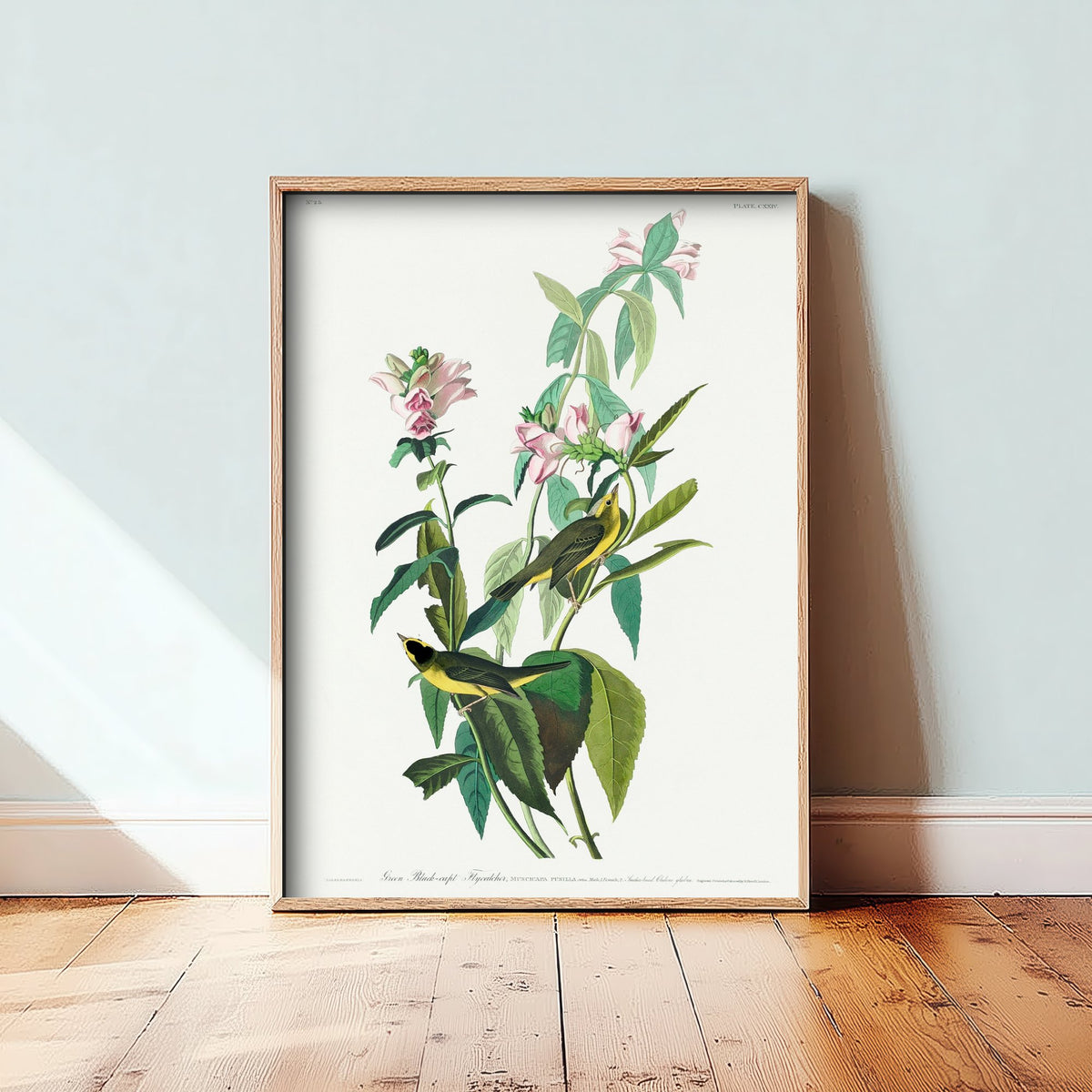 Wilson's Warbler Art Print - John James Audubon Poster - Birds of America Vintage Illustration