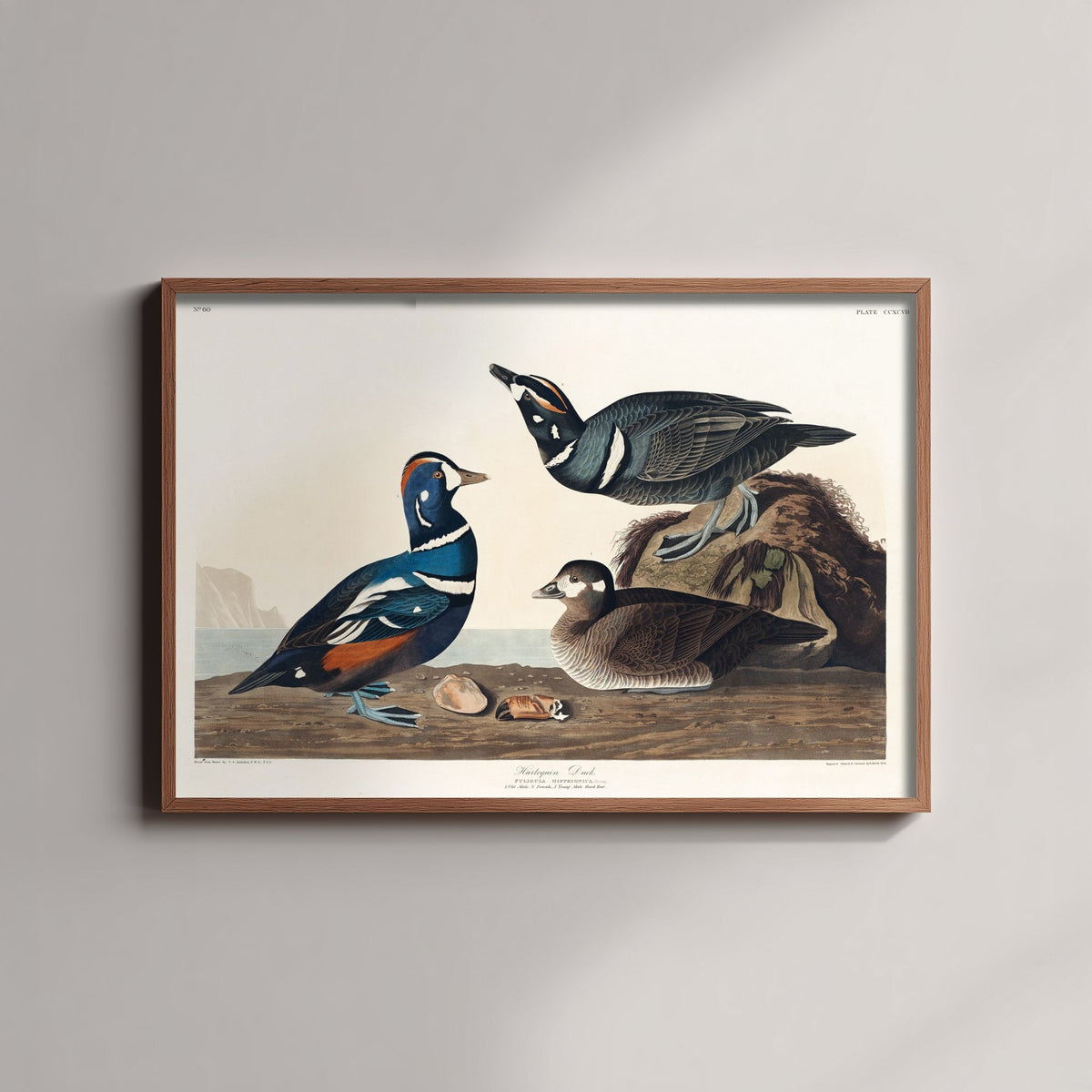 Harlequin Duck Art Print - John James Audubon Poster - Birds of America Vintage Illustration