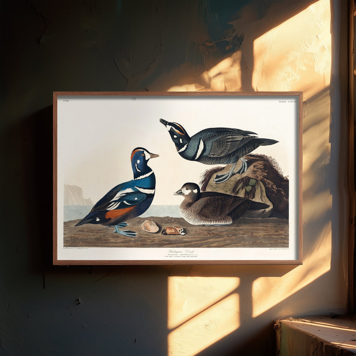 Harlequin Duck Art Print - John James Audubon Poster - Birds of America Vintage Illustration