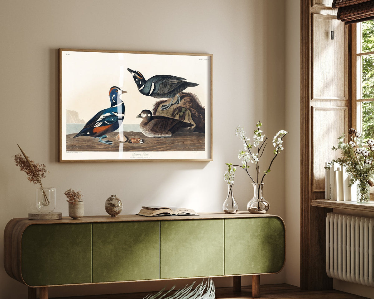 Harlequin Duck Art Print - John James Audubon Poster - Birds of America Vintage Illustration