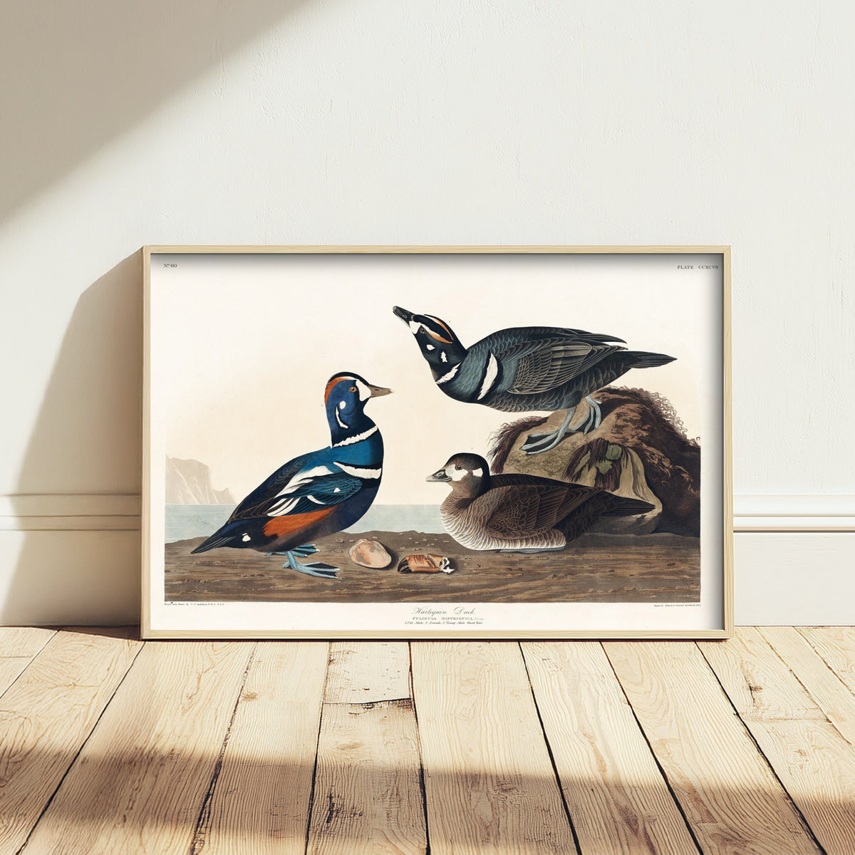 Harlequin Duck Art Print - John James Audubon Poster - Birds of America Vintage Illustration