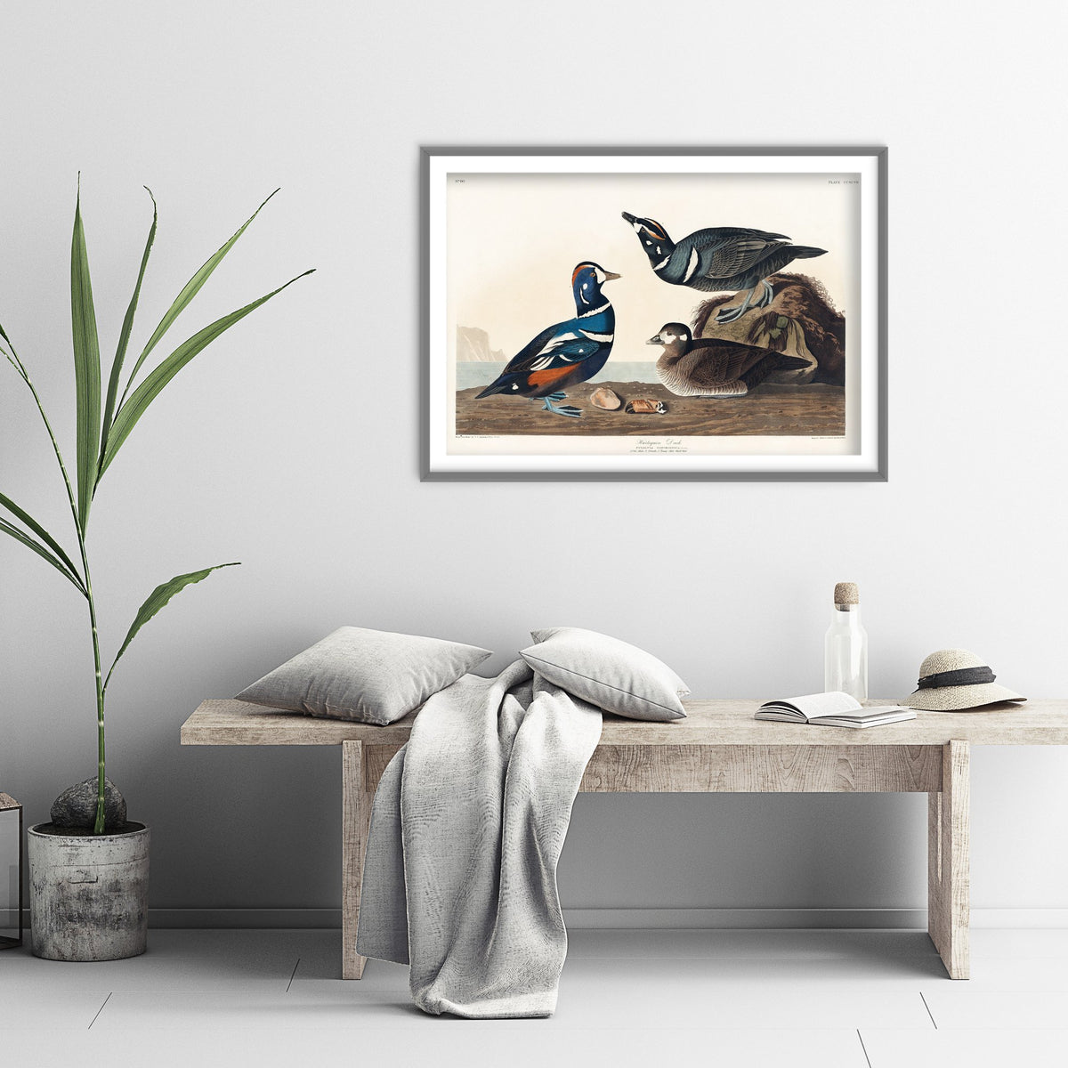 Harlequin Duck Art Print - John James Audubon Poster - Birds of America Vintage Illustration