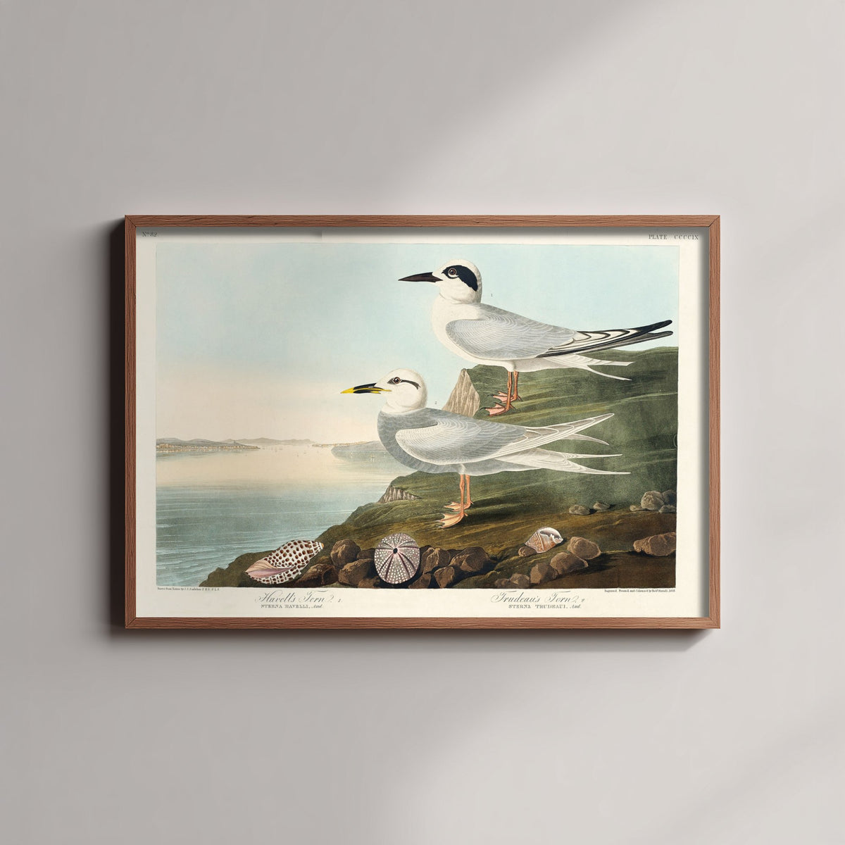 Forster's Tern Art Print - John James Audubon Poster - Birds of America Vintage Illustration