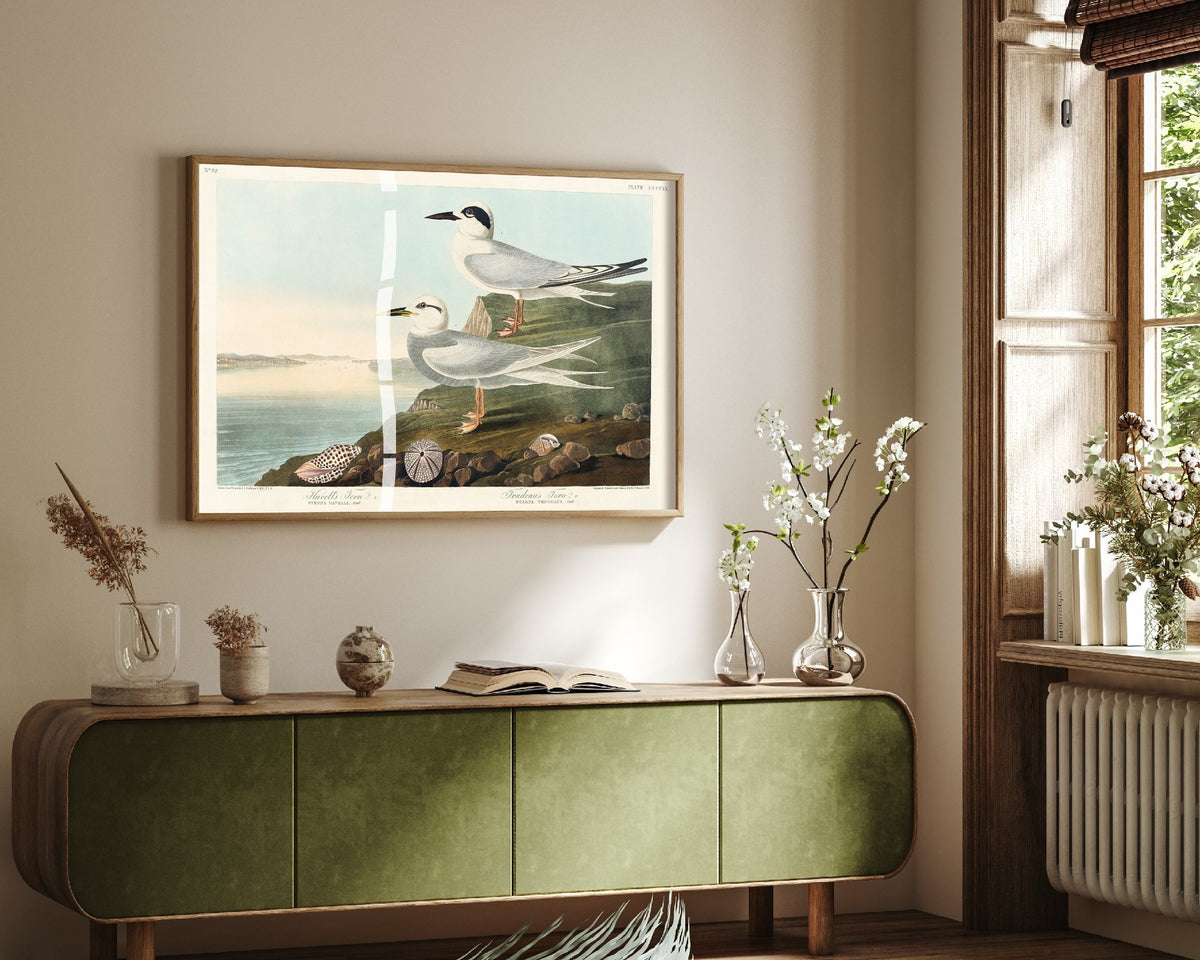 Forster's Tern Art Print - John James Audubon Poster - Birds of America Vintage Illustration