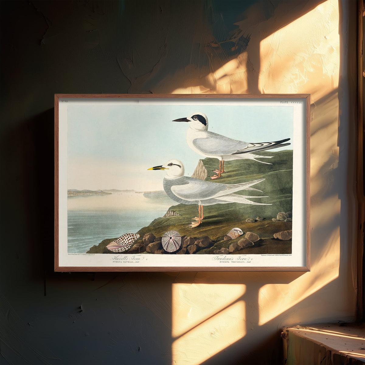 Forster's Tern Art Print - John James Audubon Poster - Birds of America Vintage Illustration