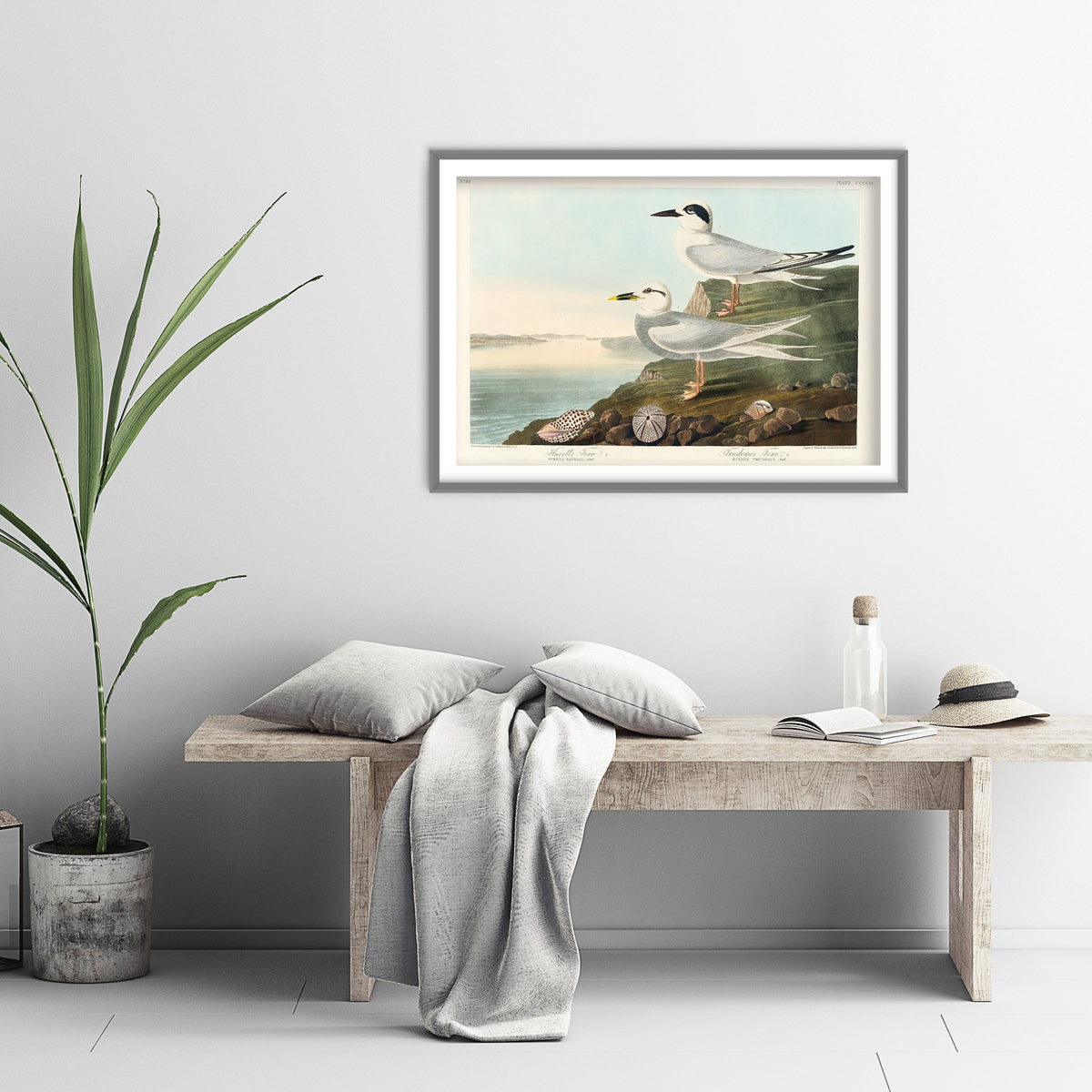 Forster's Tern Art Print - John James Audubon Poster - Birds of America Vintage Illustration
