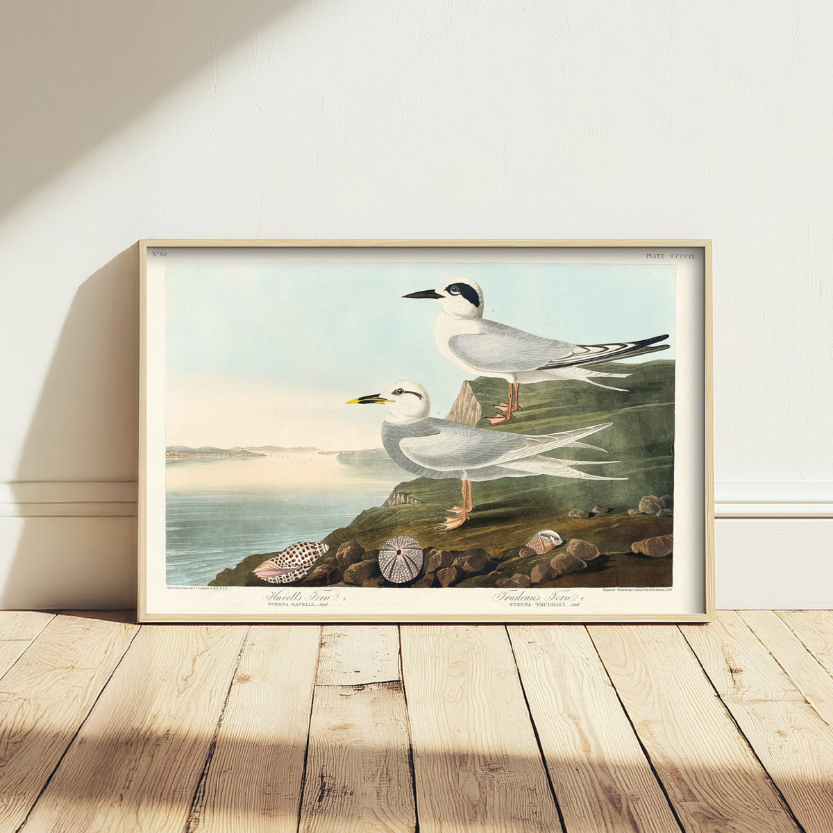 Forster's Tern Art Print - John James Audubon Poster - Birds of America Vintage Illustration