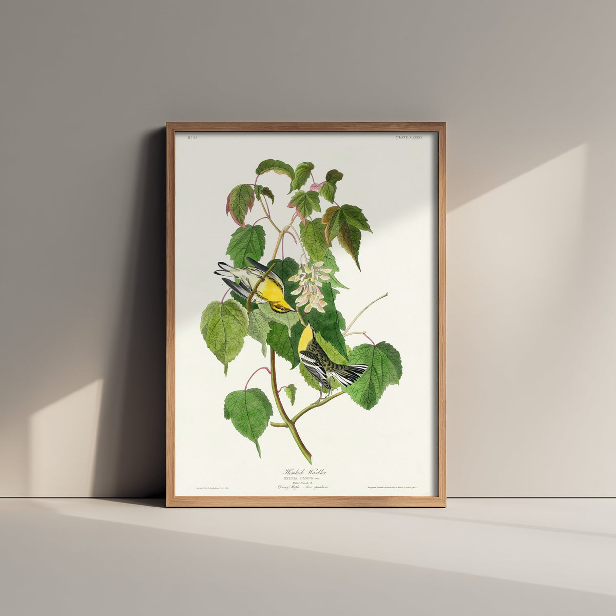 Hemlock Warbler Art Print - John James Audubon Poster - Birds of America Vintage Illustration