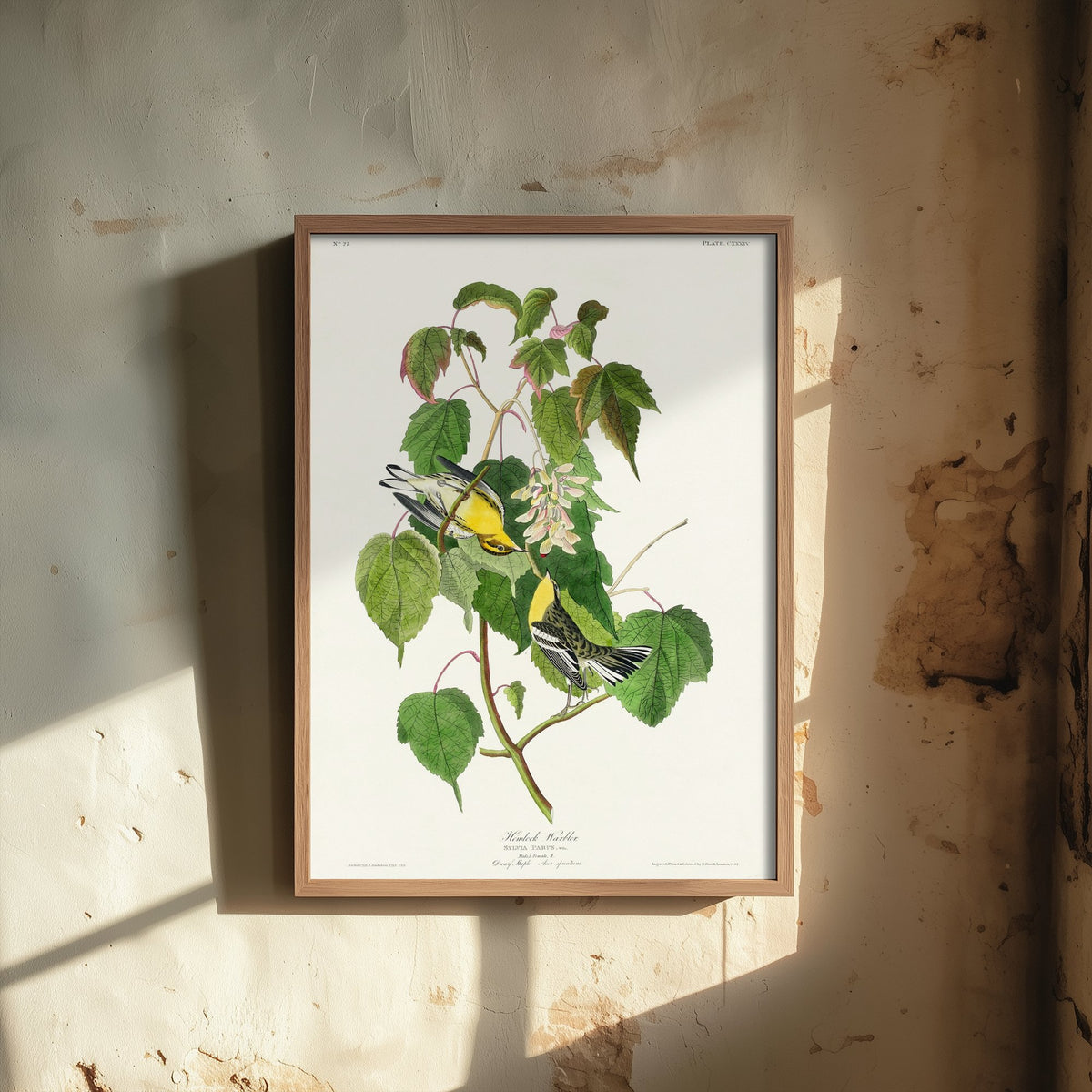 Hemlock Warbler Art Print - John James Audubon Poster - Birds of America Vintage Illustration